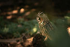 northern long-earedowl