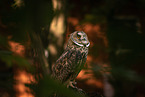 northern long-earedowl