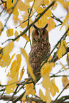 northern long-eared owl