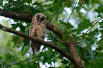 northern long-eared owl