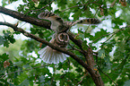 northern long-eared owl