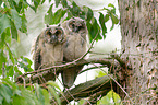 northern long-eared owls