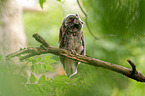 northern long-eared owl