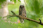 northern long-eared owl