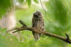 northern long-eared owl