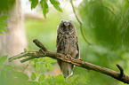 northern long-eared owl