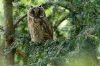 northern long-eared owl