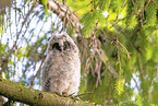 northern long-eared owl