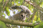 northern long-eared owl