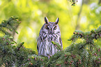 northern long-eared owl