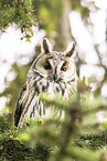 northern long-eared owl
