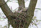 northern long-eared owl