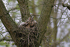 long-eared owl