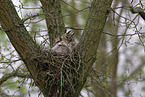 long-eared owl