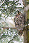 long-eared owl