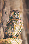 Long-eared owl