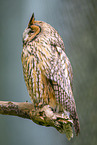 Long-eared owl