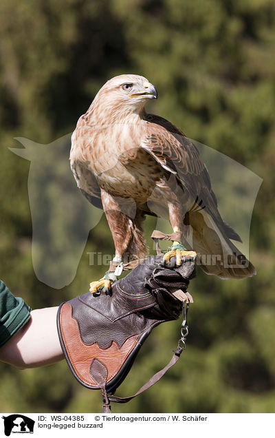 long-legged buzzard / WS-04385