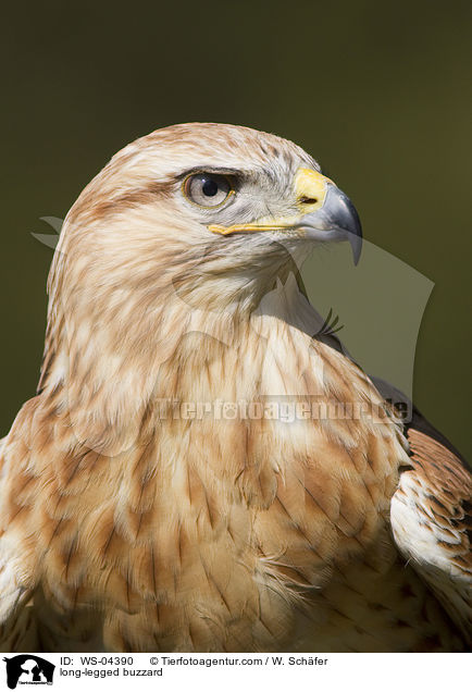 long-legged buzzard / WS-04390