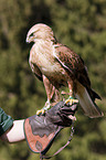 long-legged buzzard