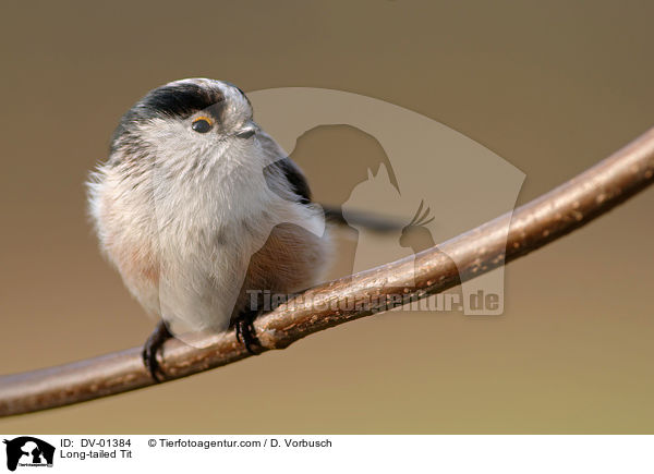 Long-tailed Tit / DV-01384