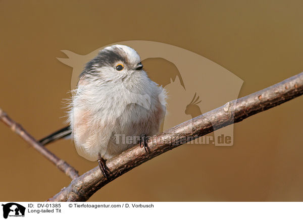 Long-tailed Tit / DV-01385