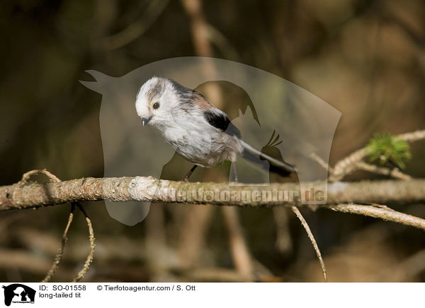 long-tailed tit / SO-01558