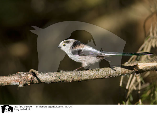 long-tailed tit / SO-01560