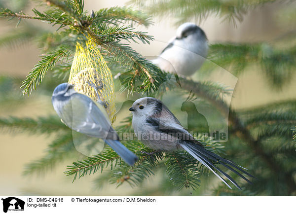 long-tailed tit / DMS-04916