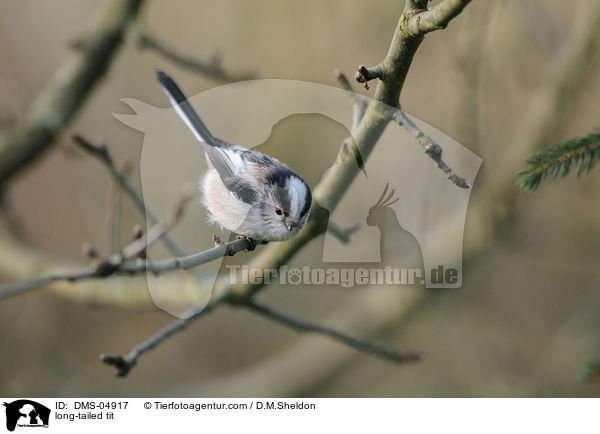 Schwanzmeise / long-tailed tit / DMS-04917
