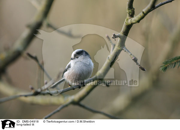 long-tailed tit / DMS-04918