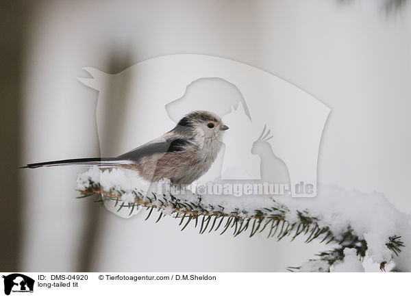 long-tailed tit / DMS-04920