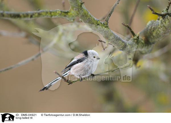 long-tailed tit / DMS-04921