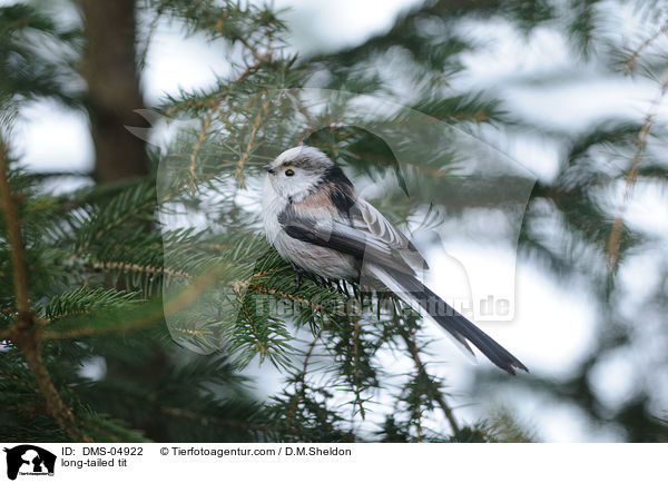 long-tailed tit / DMS-04922