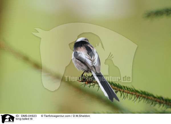 long-tailed tit / DMS-04923