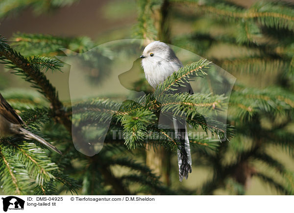 long-tailed tit / DMS-04925