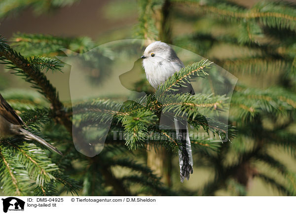 Schwanzmeise / long-tailed tit / DMS-04925