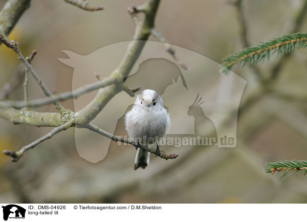 Schwanzmeise / long-tailed tit / DMS-04926