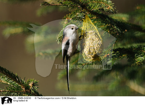 Schwanzmeise / long-tailed tit / DMS-04930