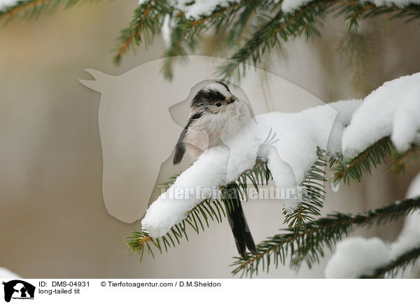 Schwanzmeise / long-tailed tit / DMS-04931