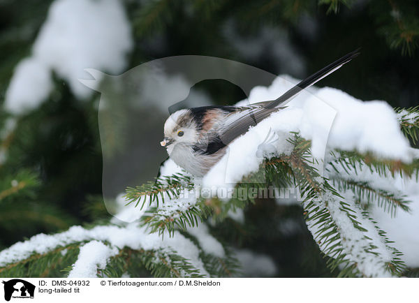 Schwanzmeise / long-tailed tit / DMS-04932
