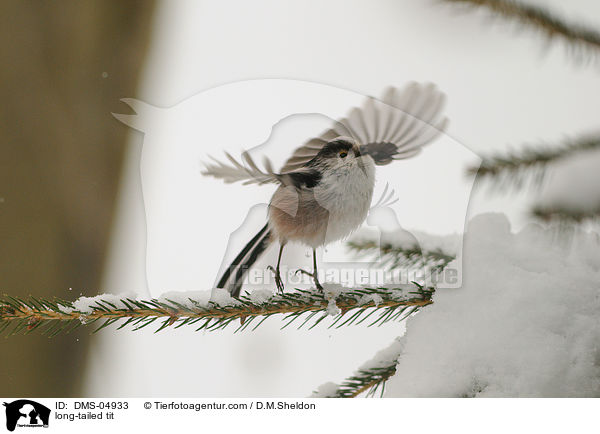 Schwanzmeise / long-tailed tit / DMS-04933