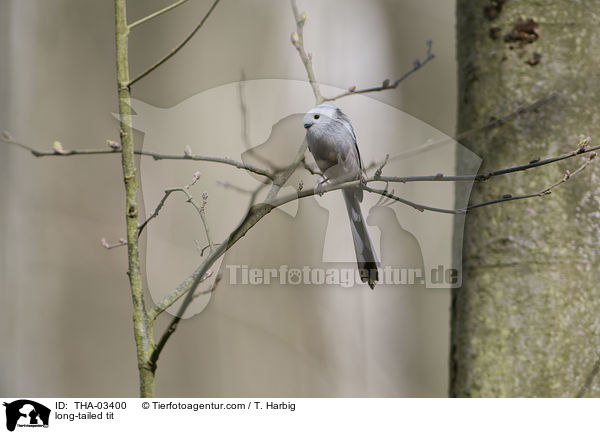 Schwanzmeise / long-tailed tit / THA-03400