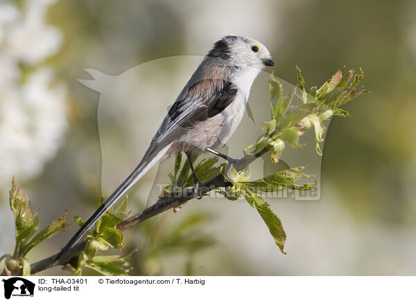 Schwanzmeise / long-tailed tit / THA-03401