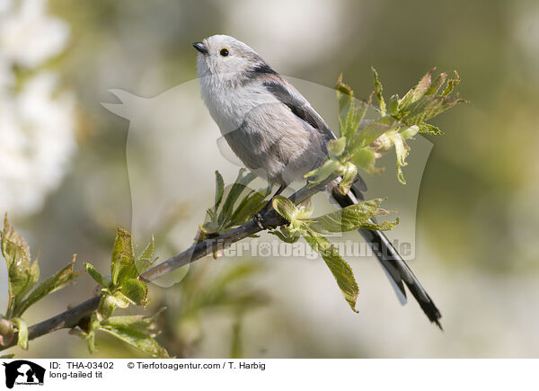 Schwanzmeise / long-tailed tit / THA-03402