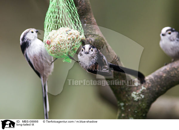 long-tailed tit / MBS-08866