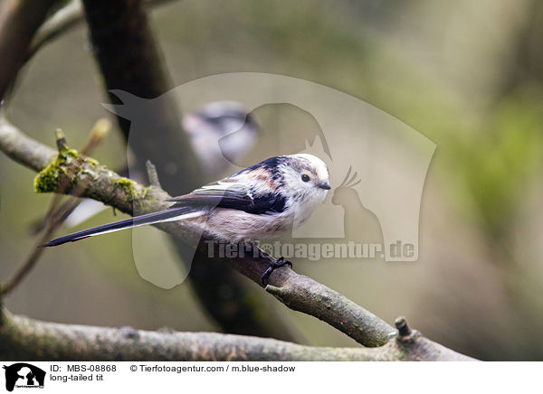 long-tailed tit / MBS-08868