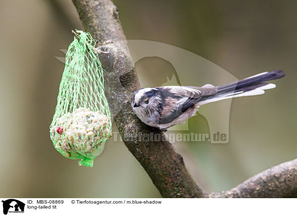 long-tailed tit / MBS-08869