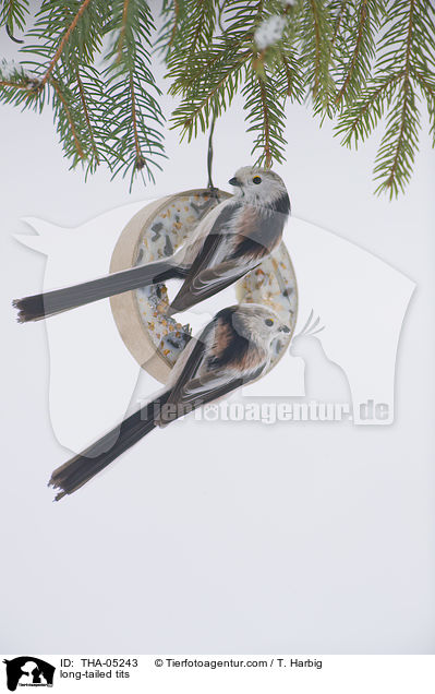 long-tailed tits / THA-05243