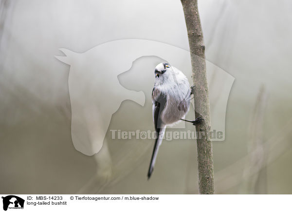Schwanzmeise / long-tailed bushtit / MBS-14233
